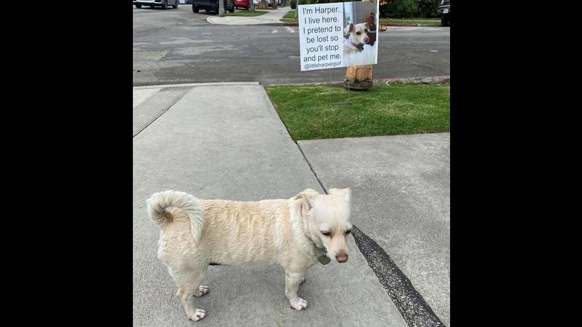 Dog Gets Attention from Passersby by Pretending she's Lost