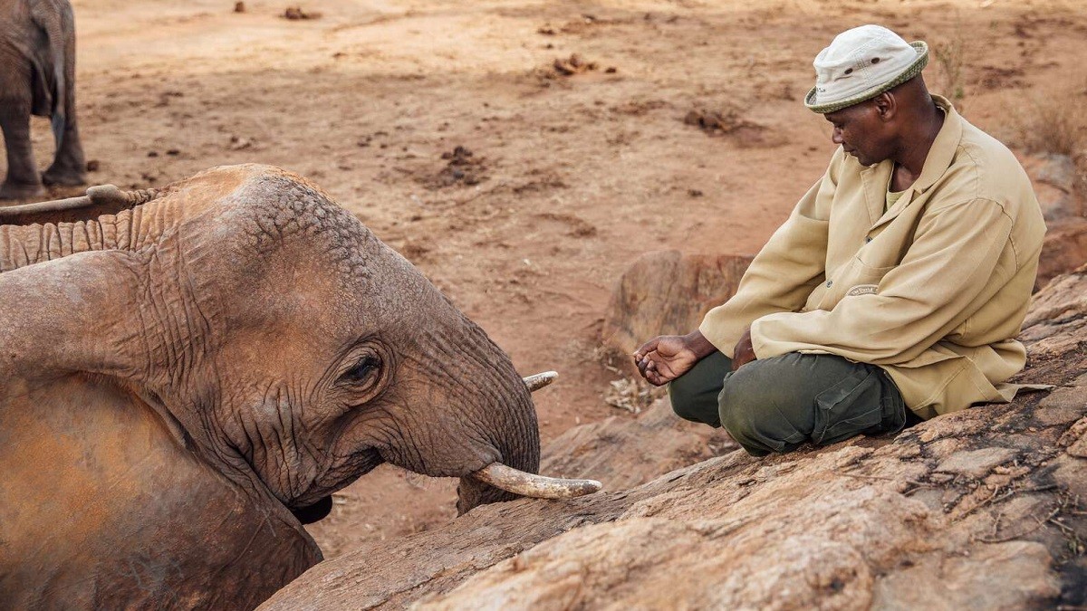 Elephant Visits Rescuer after Returning to the Wild