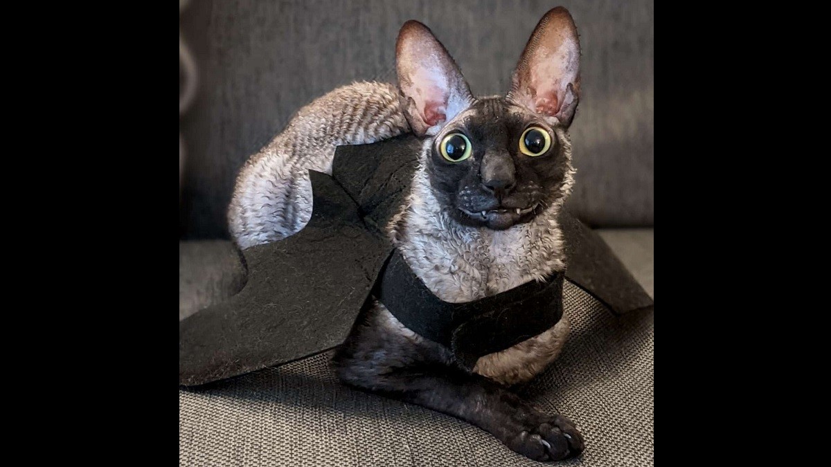 Instagram Loves Expressive Cat's Adorable Toothy Smile