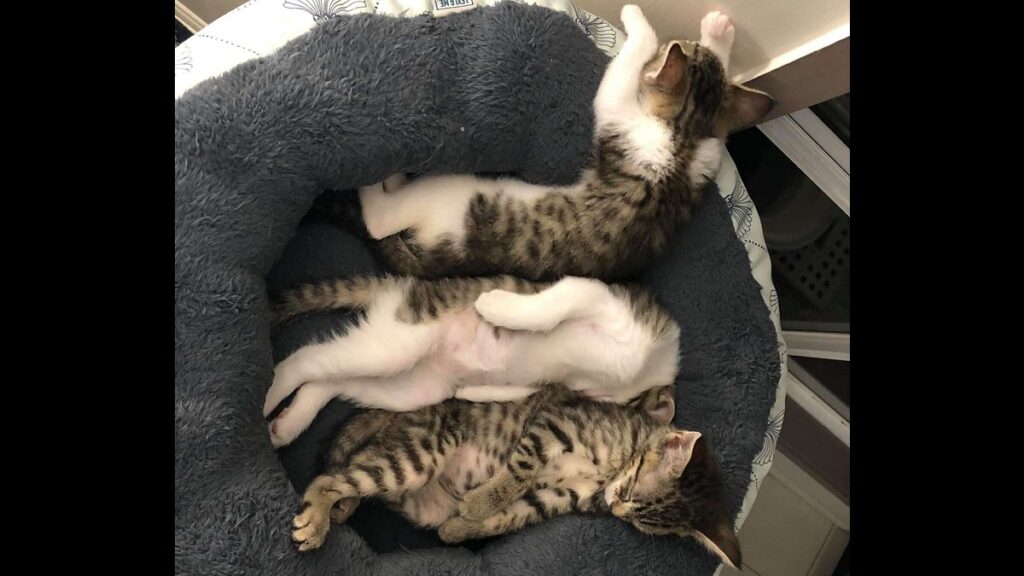 Kitten's Unusual Sleeping Position Creeps Out her Foster Parents