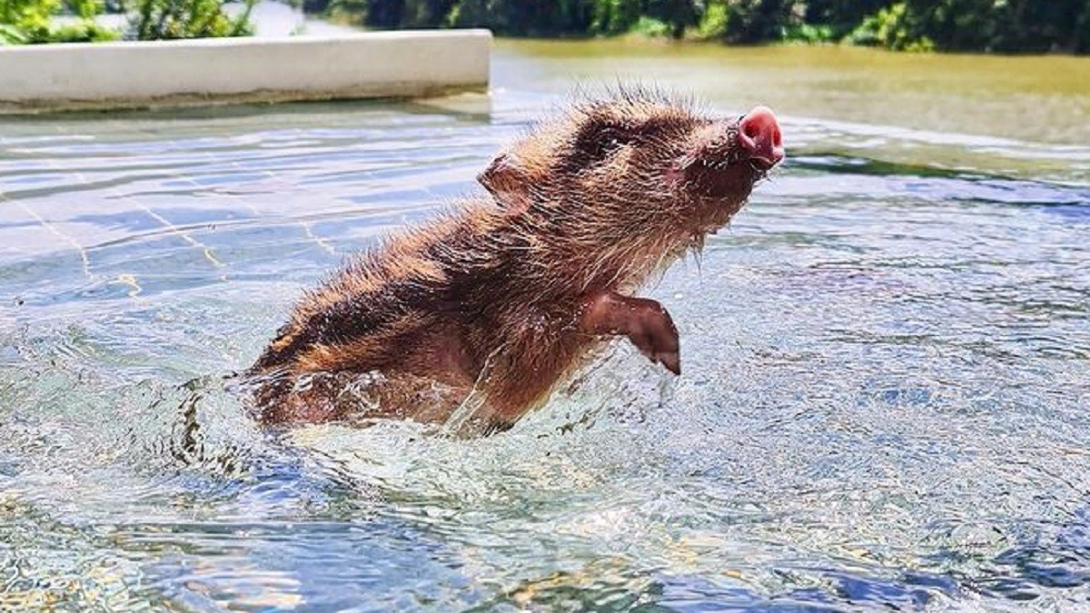 Loving Family Takes in Abandoned Baby Boar
