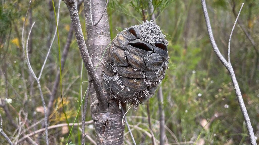Nature Lover Takes Photo of Cute 'Bird' Before Realizing What it Actually is