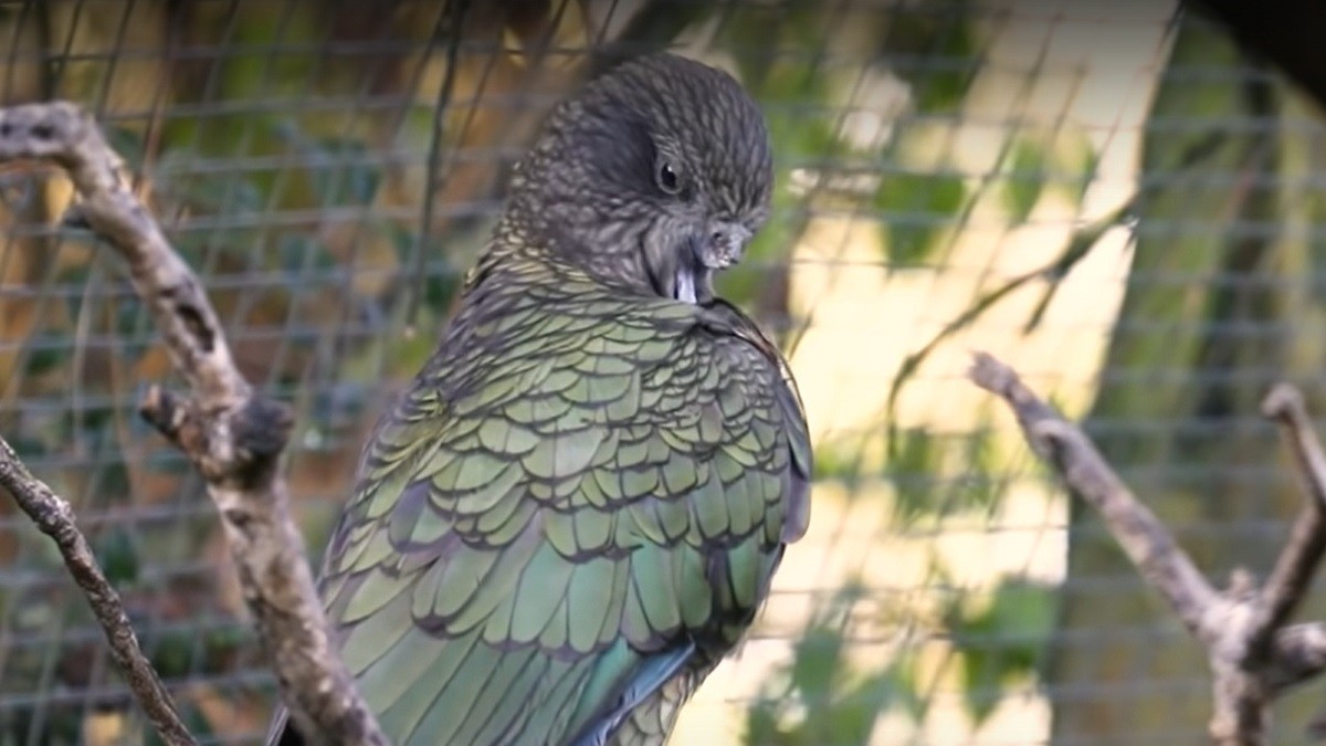 Parrot with half his beak has innovative way of preening