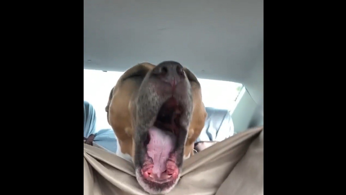 Pittie Hilariously Screams Like a Velociraptor