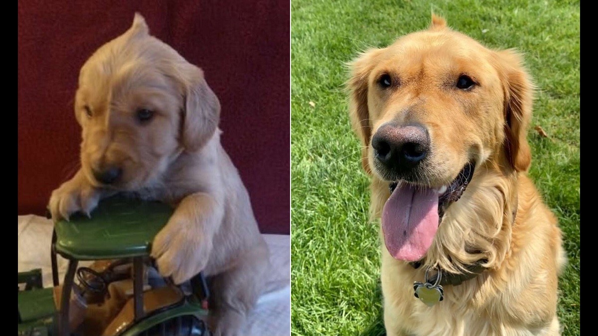 Puppy's Adorable Cowlick Stayed with Him Growing Up