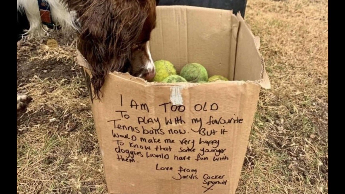 Senior Dog Imparts Heartwarming Gift to Younger Pups