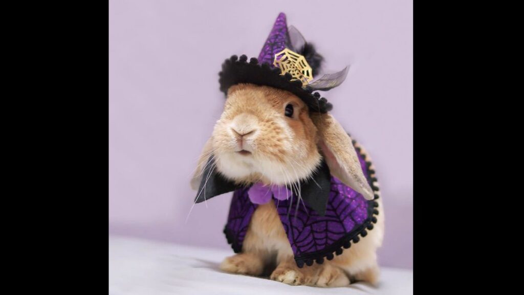 15 Adorable Pets Show Off their Halloween Costumes