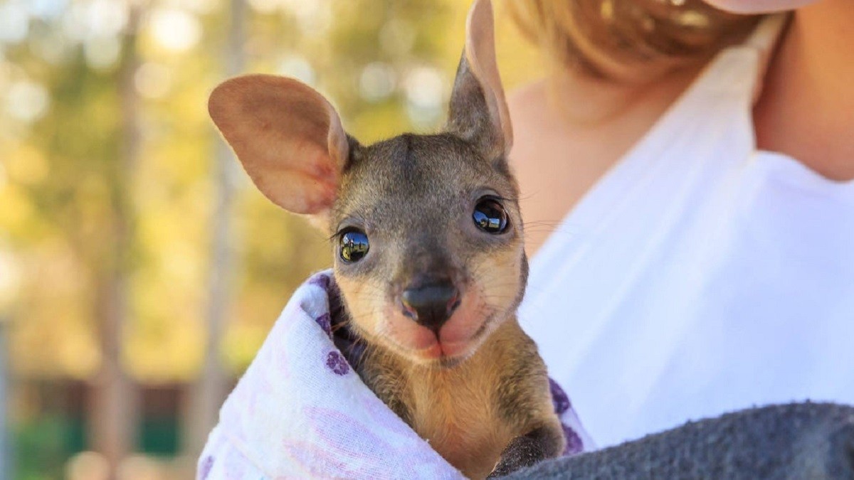 Adorable Photos of Cute Baby Animals