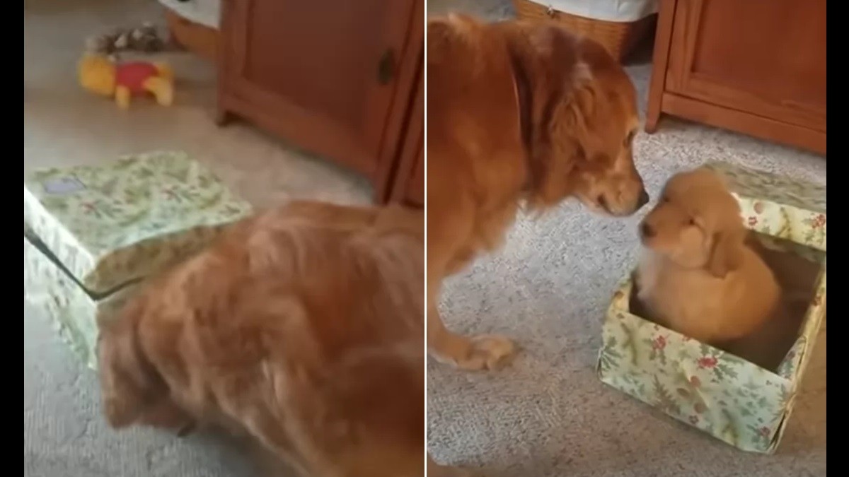 Family surprises grieving dog with new puppy for Christmas