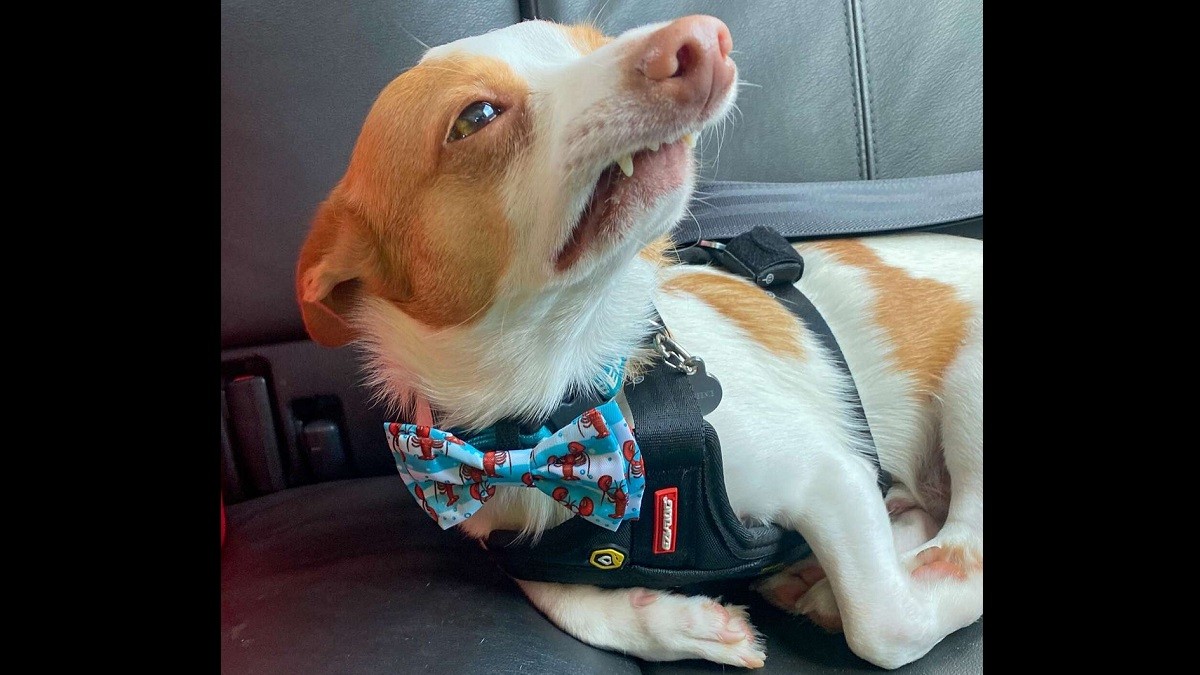 Spoiled Pup Puts up Dramatic Act After Getting Tiny 'Papercut'