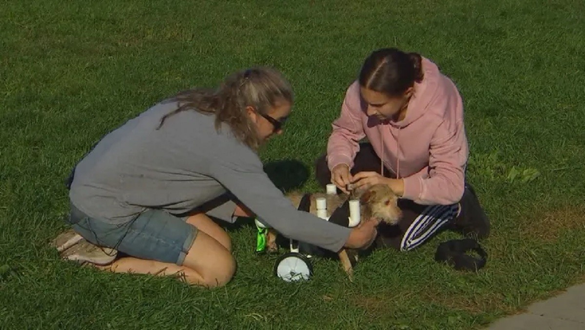 Teen Makes it her Mission to Build Free Wheelchairs for Disabled Animals