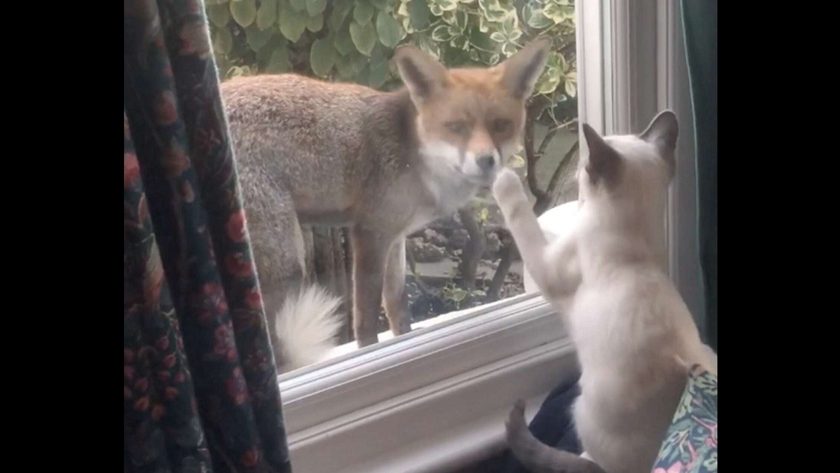 Well-Mannered Fox and Curious Kitten Forms Friendship Through Window