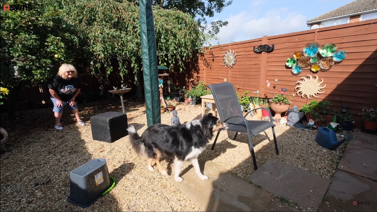 Woman Surprised to Learn About Dog's Blindness since he can Navigate Through Obstacles