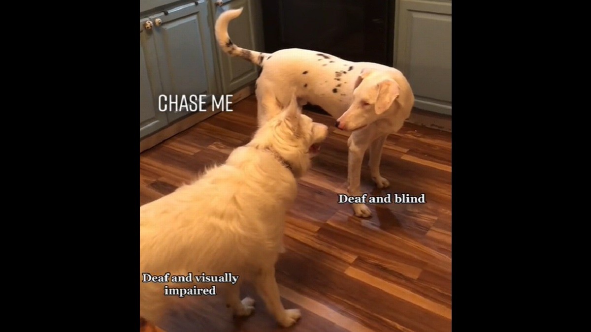 deaf and blind dogs play together