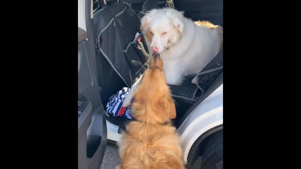 dog bff always boops deaf and blind dog friend