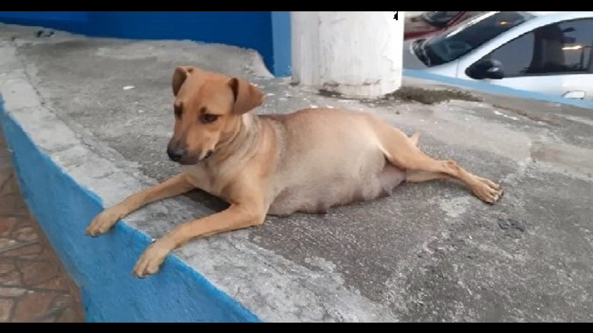 dog dad waits for puppies