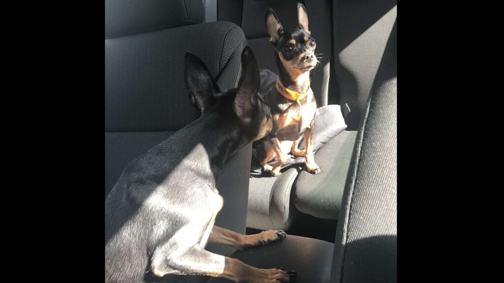dog look-alike mix-up