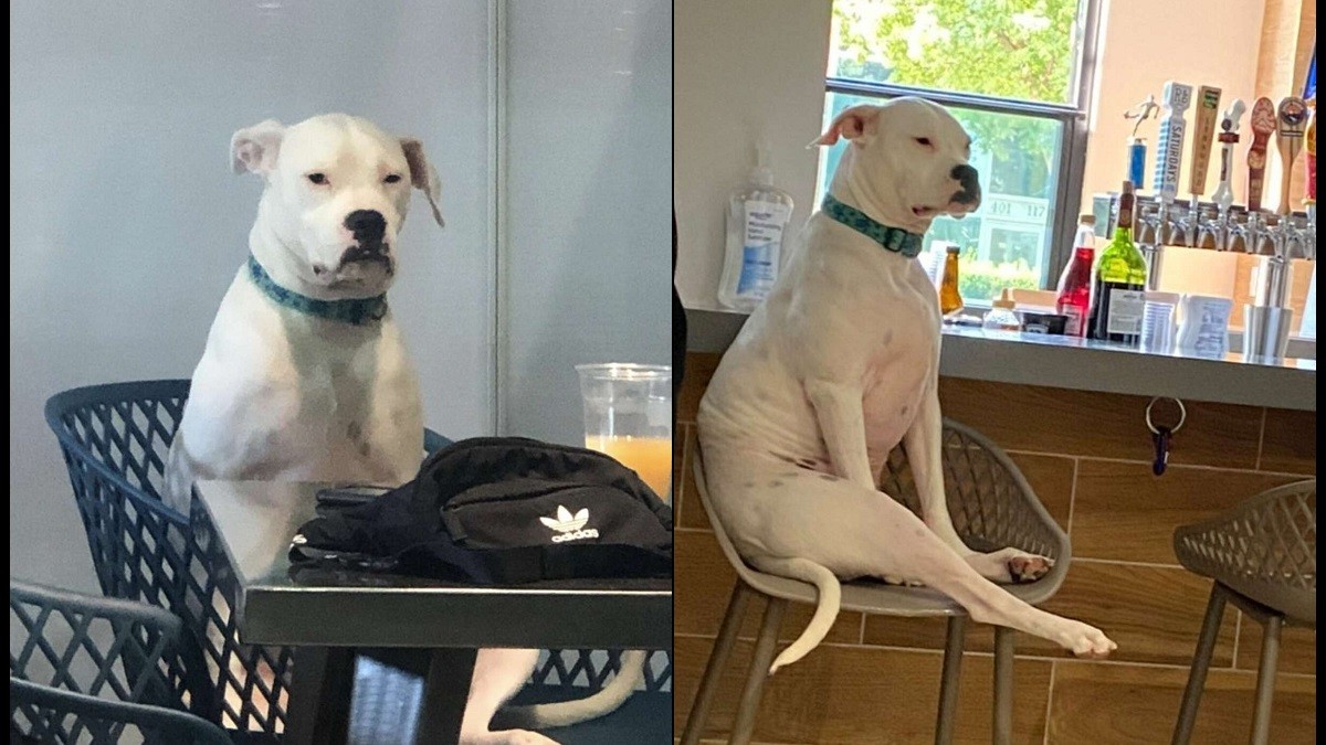 dog unimpressed at doggy daycare