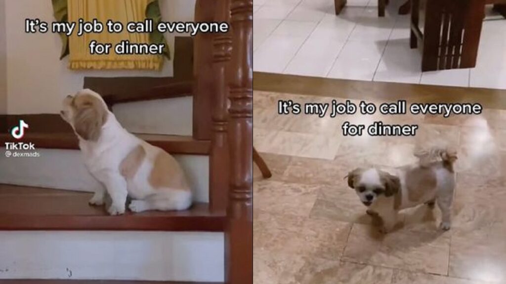 shih tzu calls everyone to go down for dinner