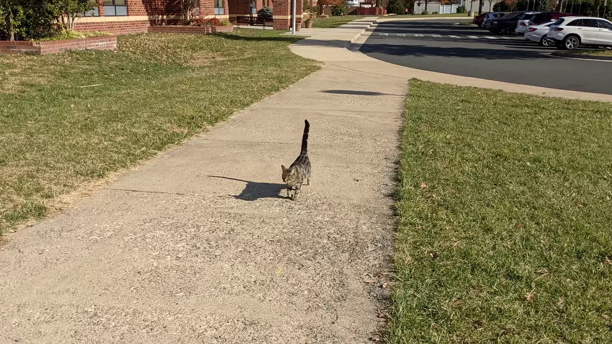 Cat keeps sneaking into school to watch over kid siblings