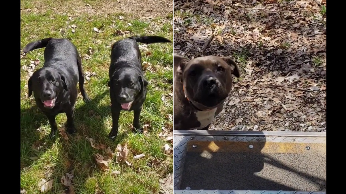 FedEx Driver Shares Adorable Dog Encounters