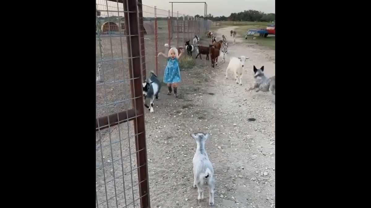 Little farm girl wrangling goats