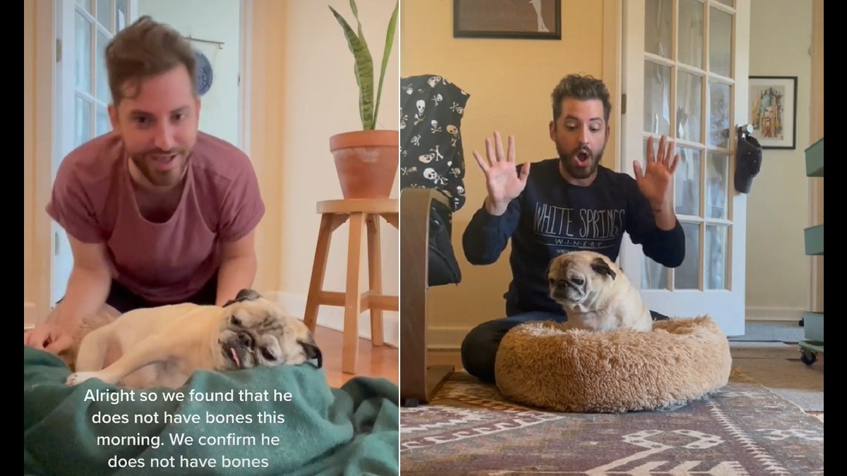 Noodle the Pug Gives Heartwarming Self-Care Lessons on TikTok