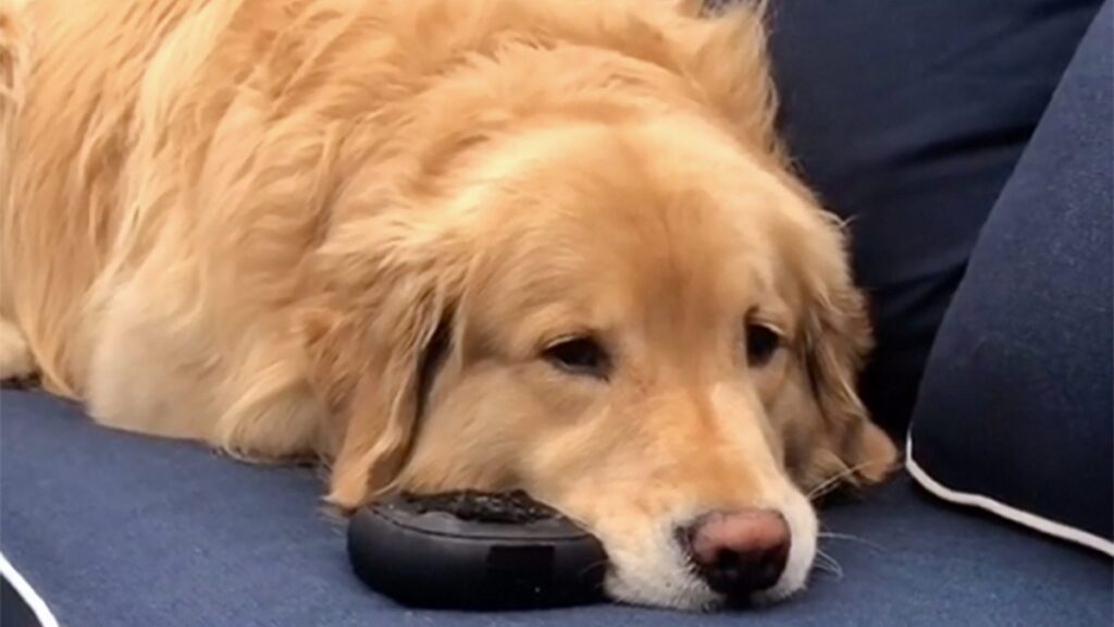 Sweet Pup's Favorite Toy is a Miniature Bose Speaker