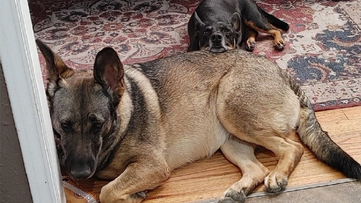 These Naughty Dogs Got Kicked out of Doggy Daycare for Hilarious Reasons