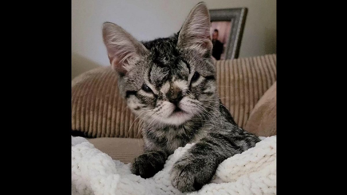 cat with unique squishy face