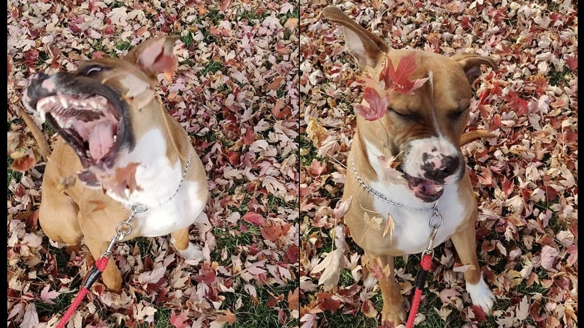 dog fall photo shoot