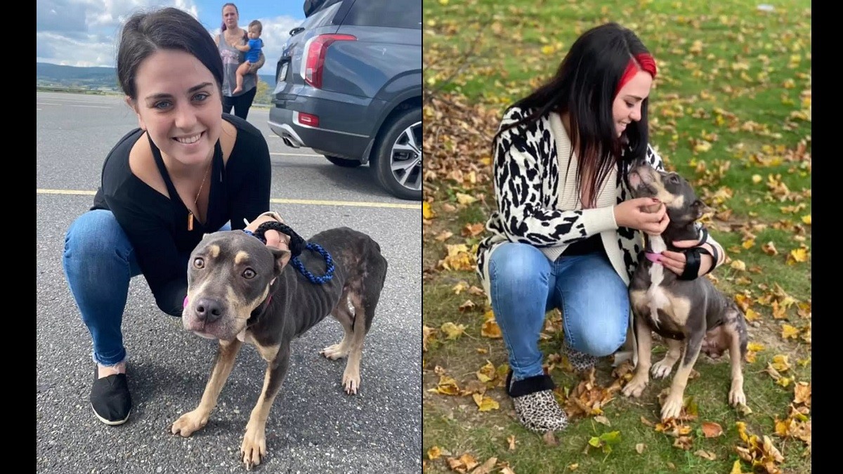 dog found in abandoned house attic