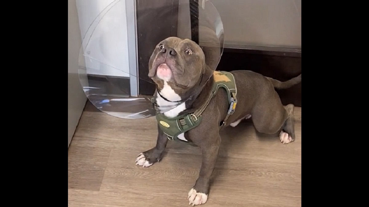 dog freezes in shock after getting cone of shame