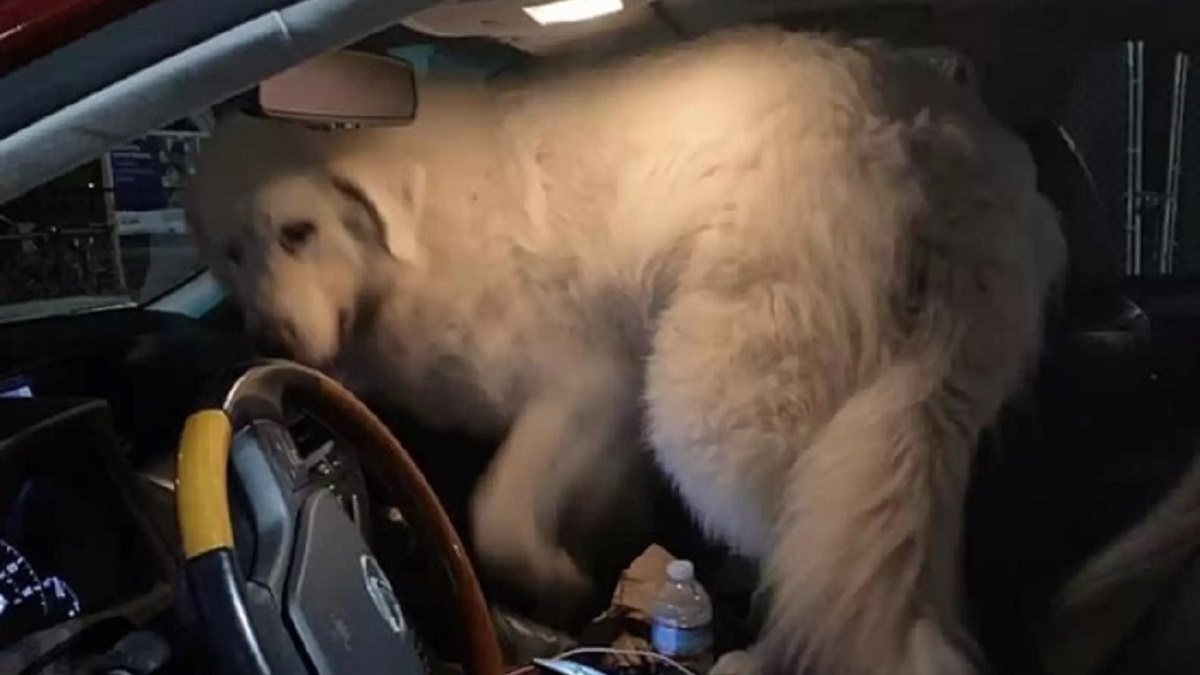 giant furry hitchhiker