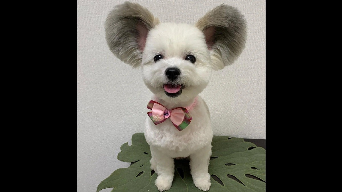 dog with mickey mouse ears