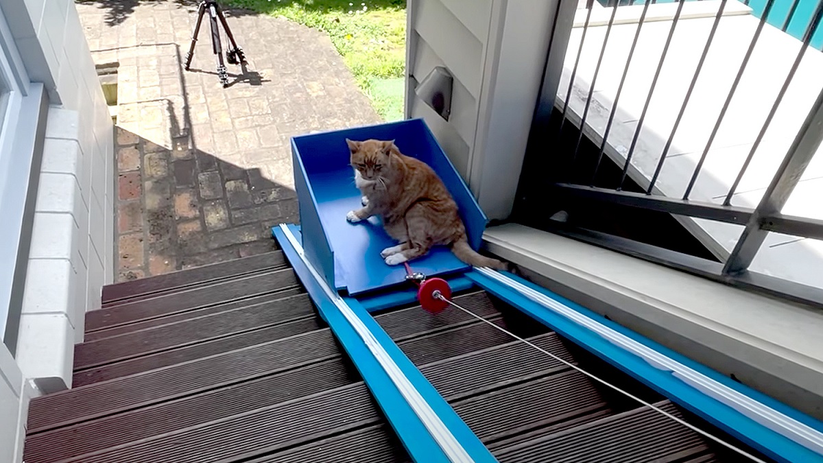 senior cat has elevator instead of stairs