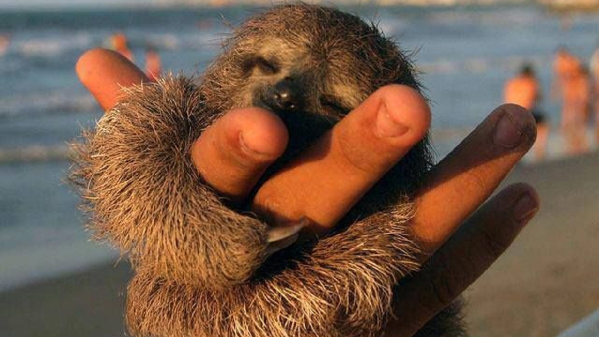 sloths