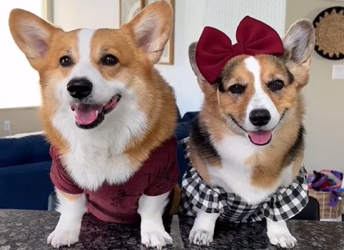 talking corgi tiktok stars