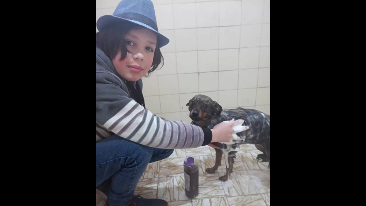 11-Yr-Old Gives Stray Dogs Baths To Help Them Get Adopted