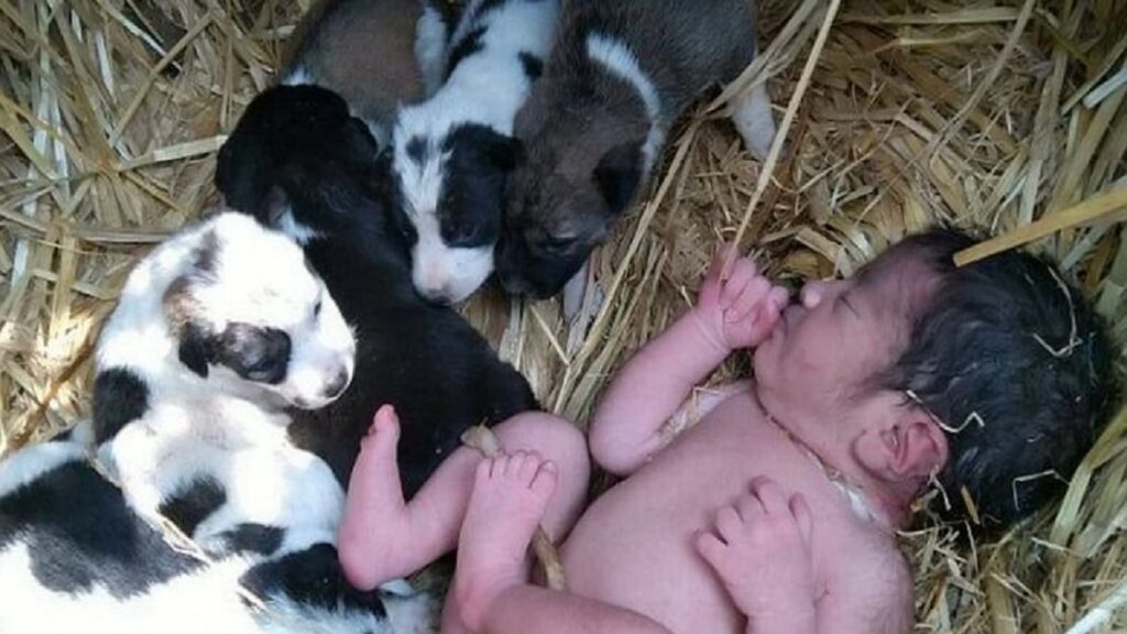 Dog and puppies keep abandoned newborn baby warm overnight