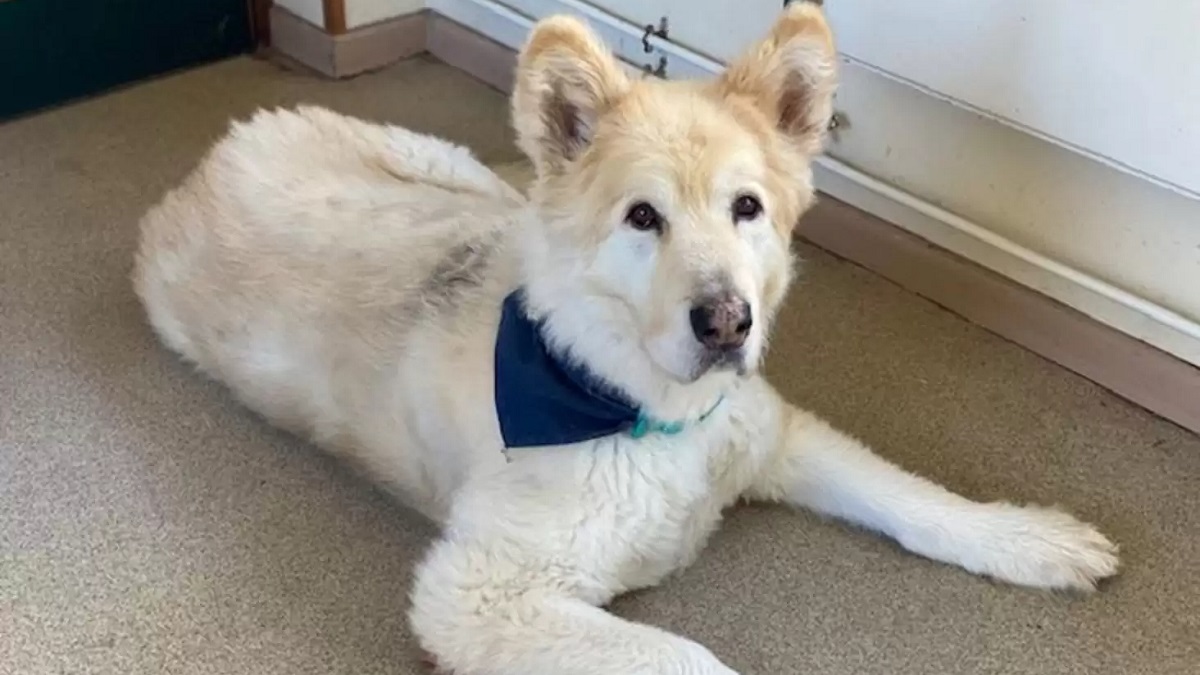 Dog as heavy as a baby elephant reaches target weight after a year