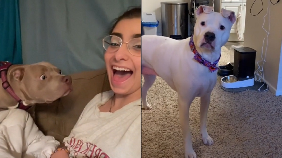 Dogs Have the Funniest Reactions over Human's Bark and Automatic Feeder