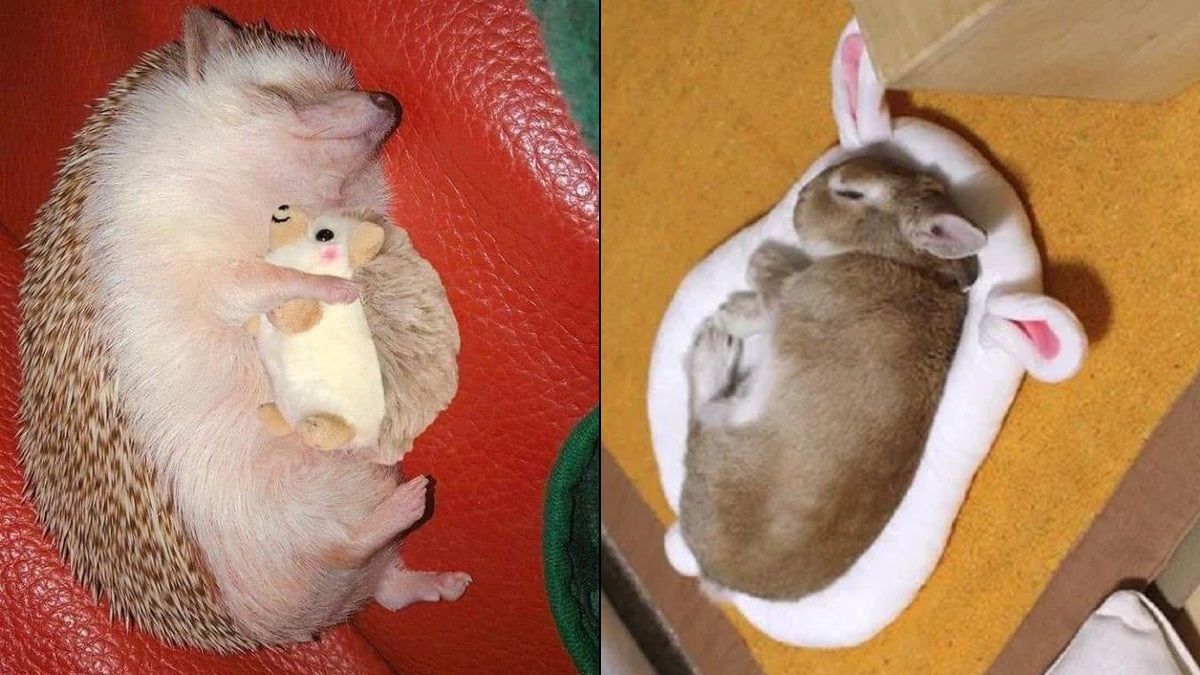 Incredibly Cute Animals