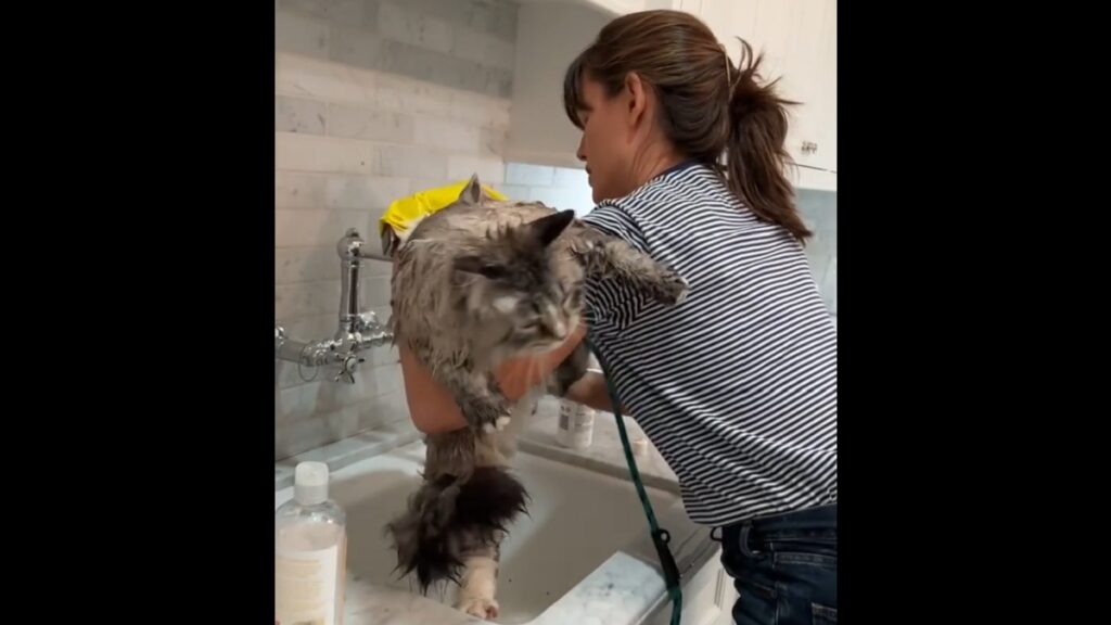 Jennifer Garner Gives Her Cat a Bath after Smelly Accident