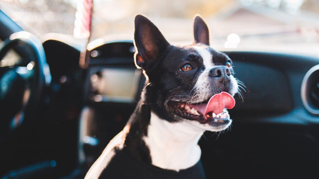 Pup Stolen During Lights Display Reunites with Family