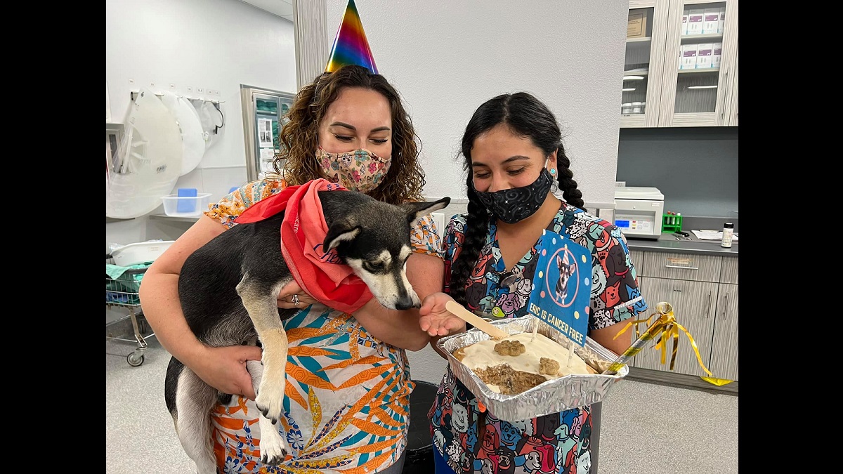 Rescue Chihuahua Beats Cancer and Finds Forever Home
