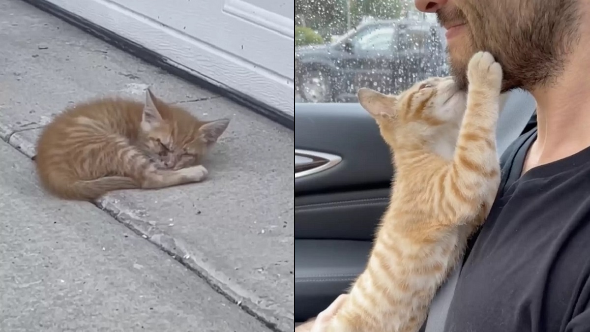 blind kitten found outside garage
