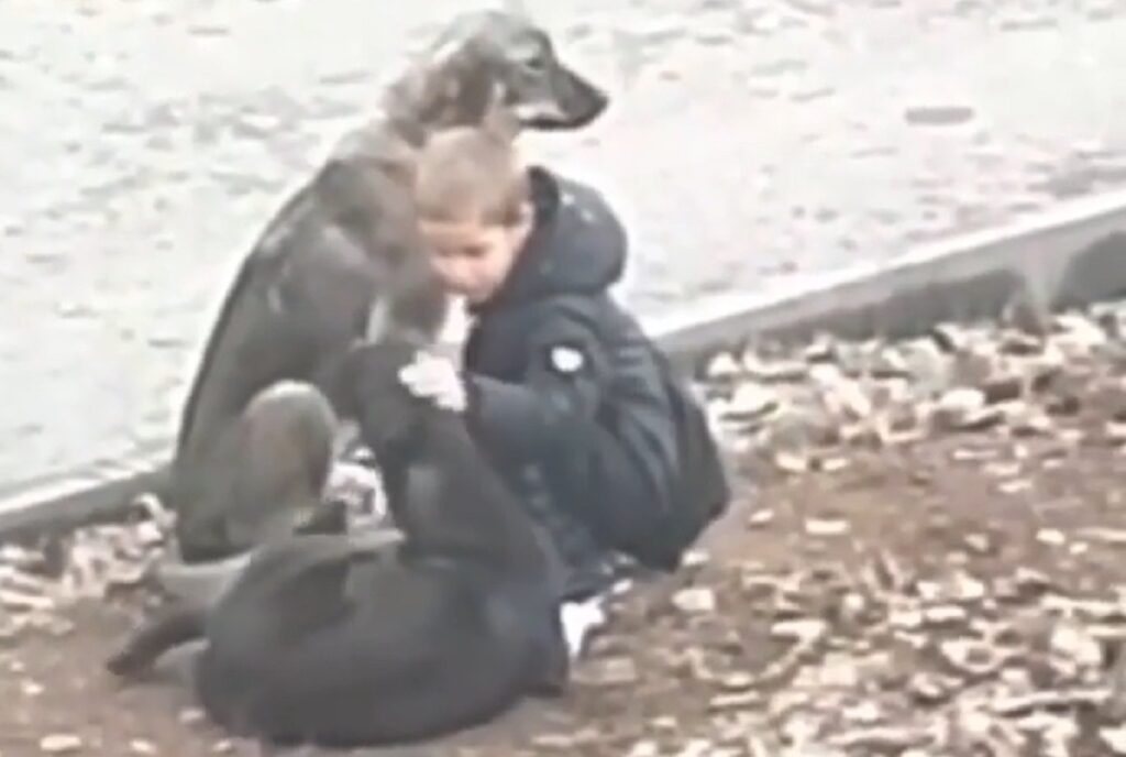 boy hugs stray dogs