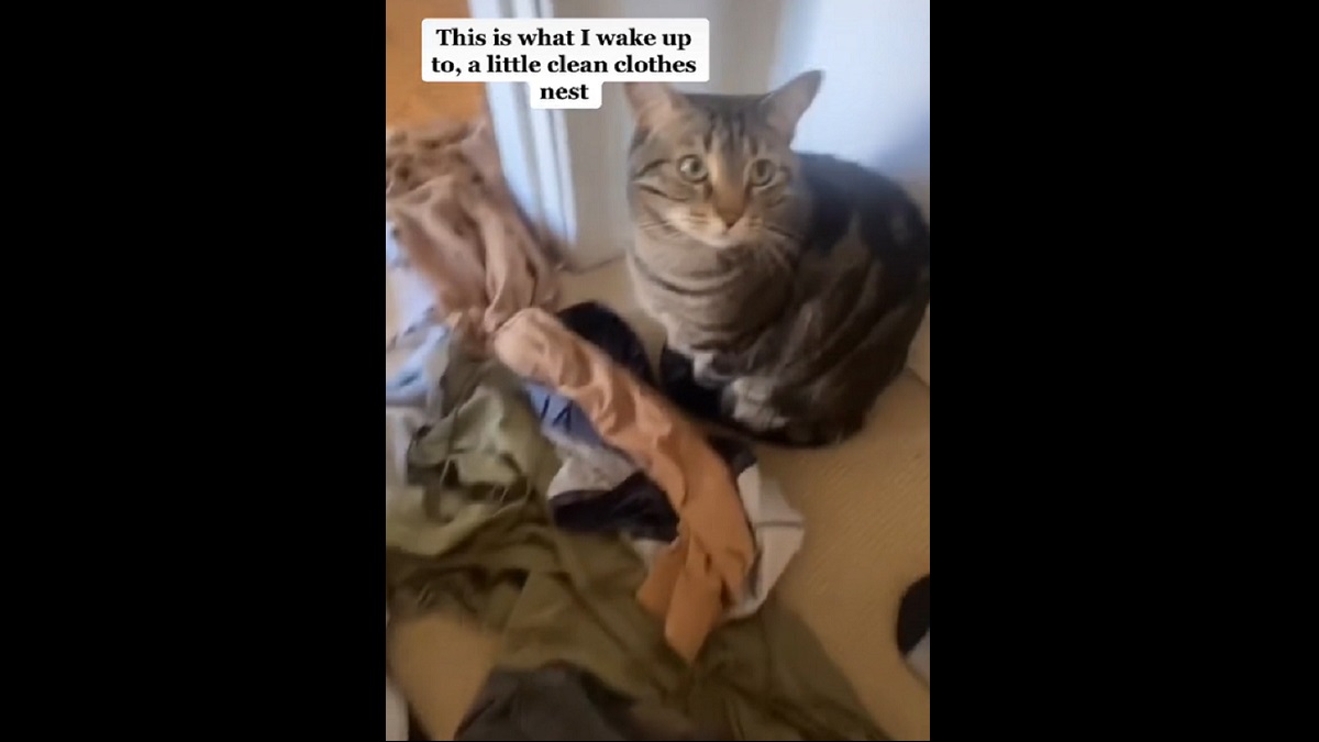 cat keeps making clothes nest for pregnant mom