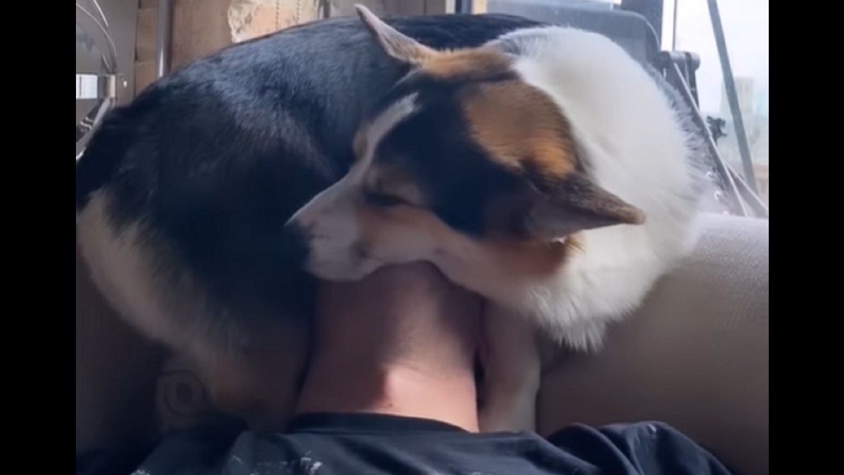 corgi cuddling suffocating